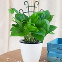 trellis-for-potted-plants-stackable-smal-2.jpg