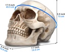 readaeer-resin-skull-human-head-model-fo-2.jpg