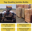 50-mixed-daffodil-bulbs-naturalizing-nar-3.jpg