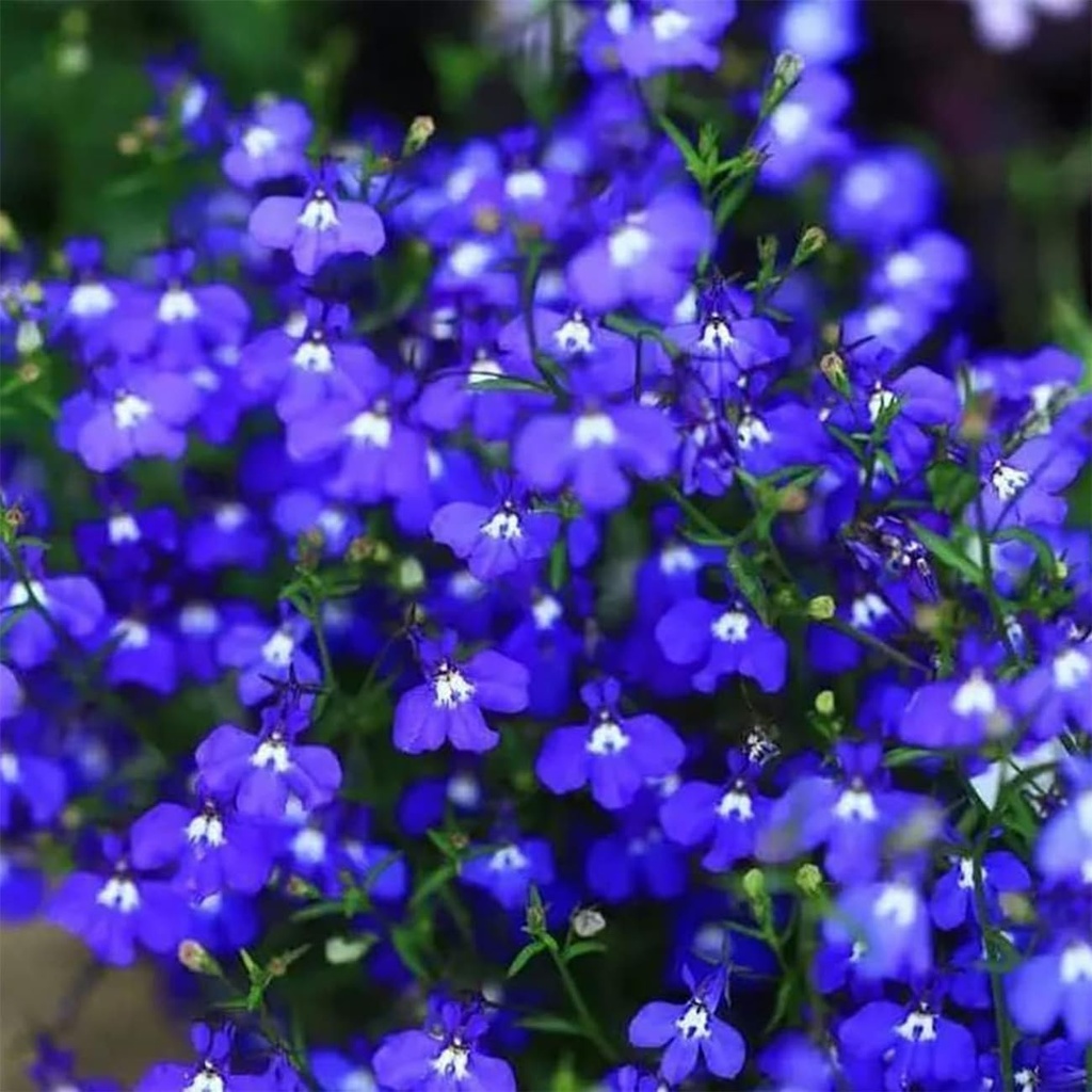 20000-magic-blue-creeping-thyme-seeds-fo-4.jpg