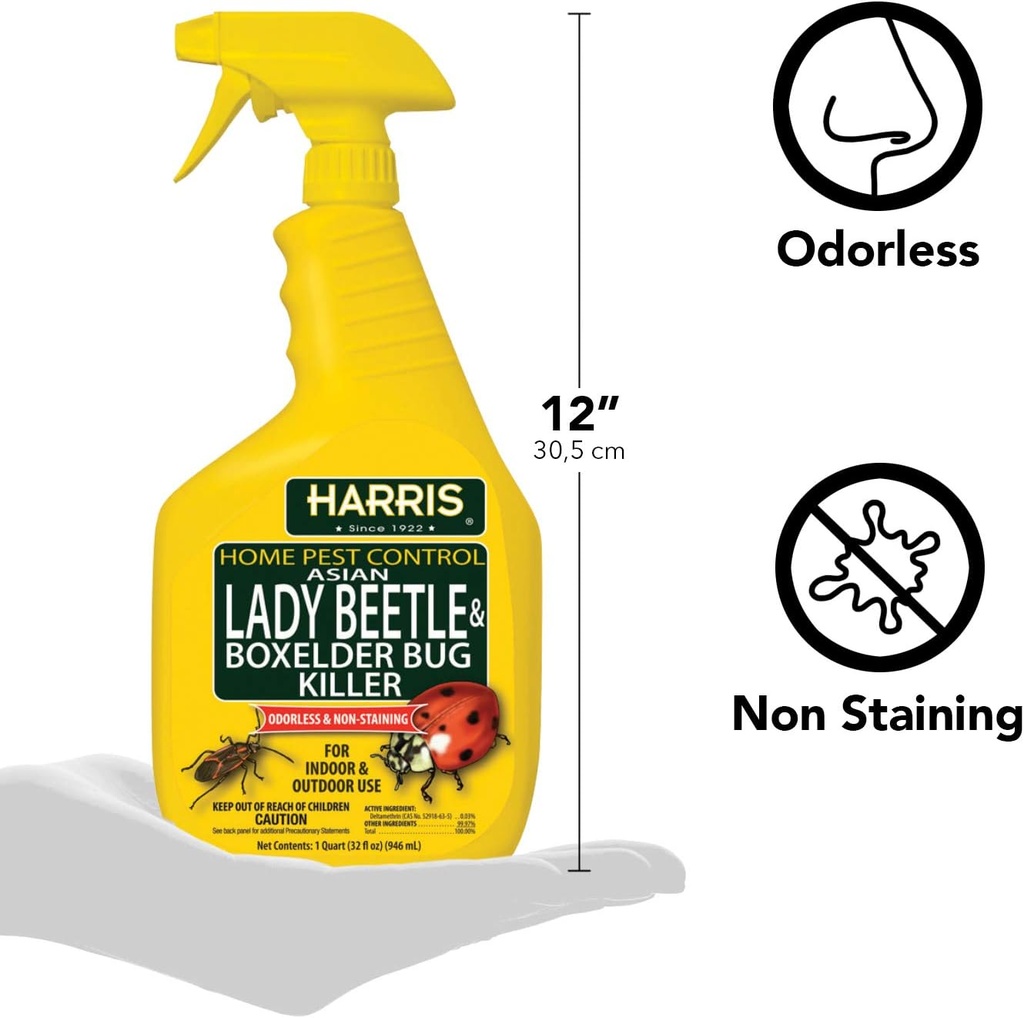 harris-asian-lady-beetle-and-box-elder-k-2.jpg