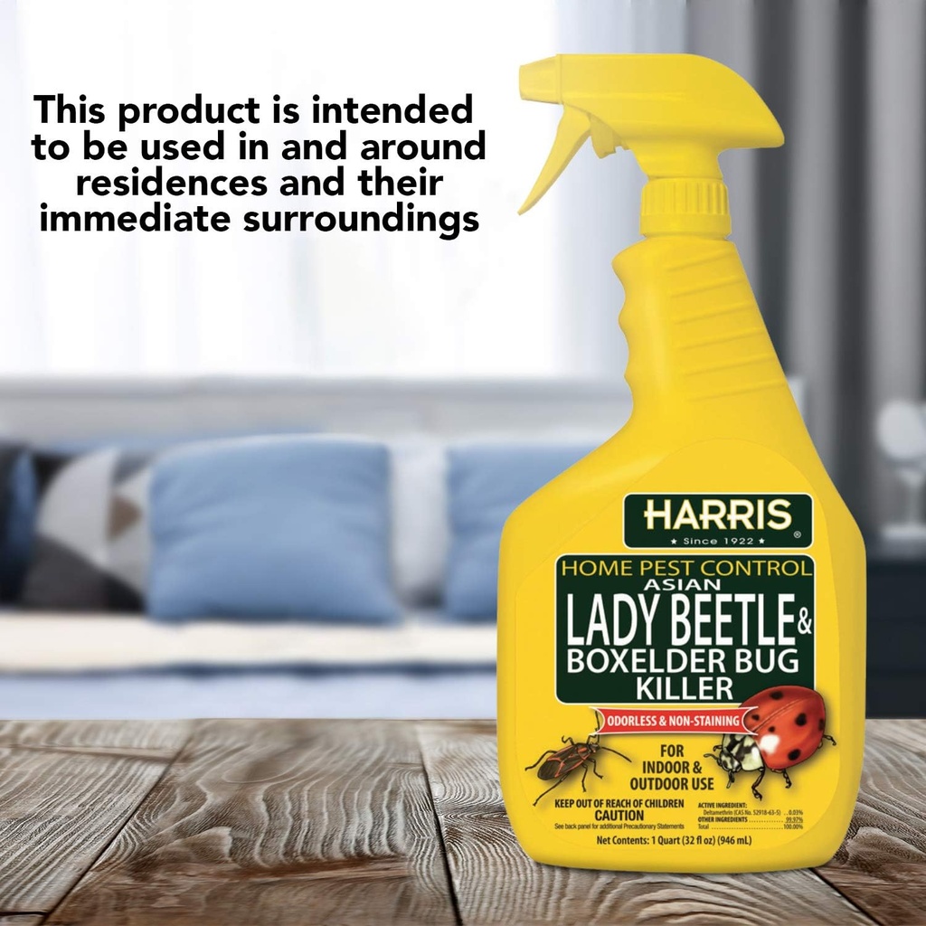harris-asian-lady-beetle-and-box-elder-k-6.jpg