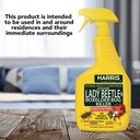 harris-asian-lady-beetle-and-box-elder-k-6.jpg