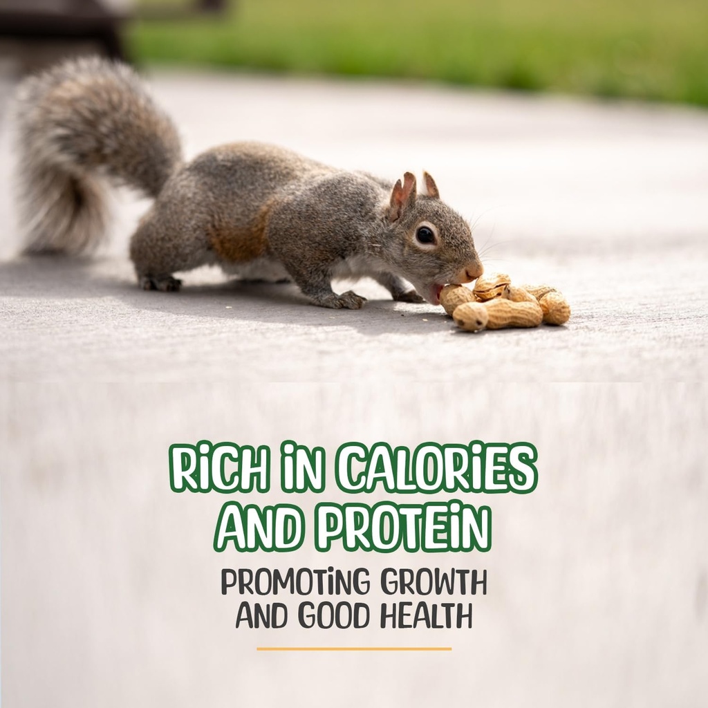 premium-quality-raw-peanuts-in-shell---1-4.jpg