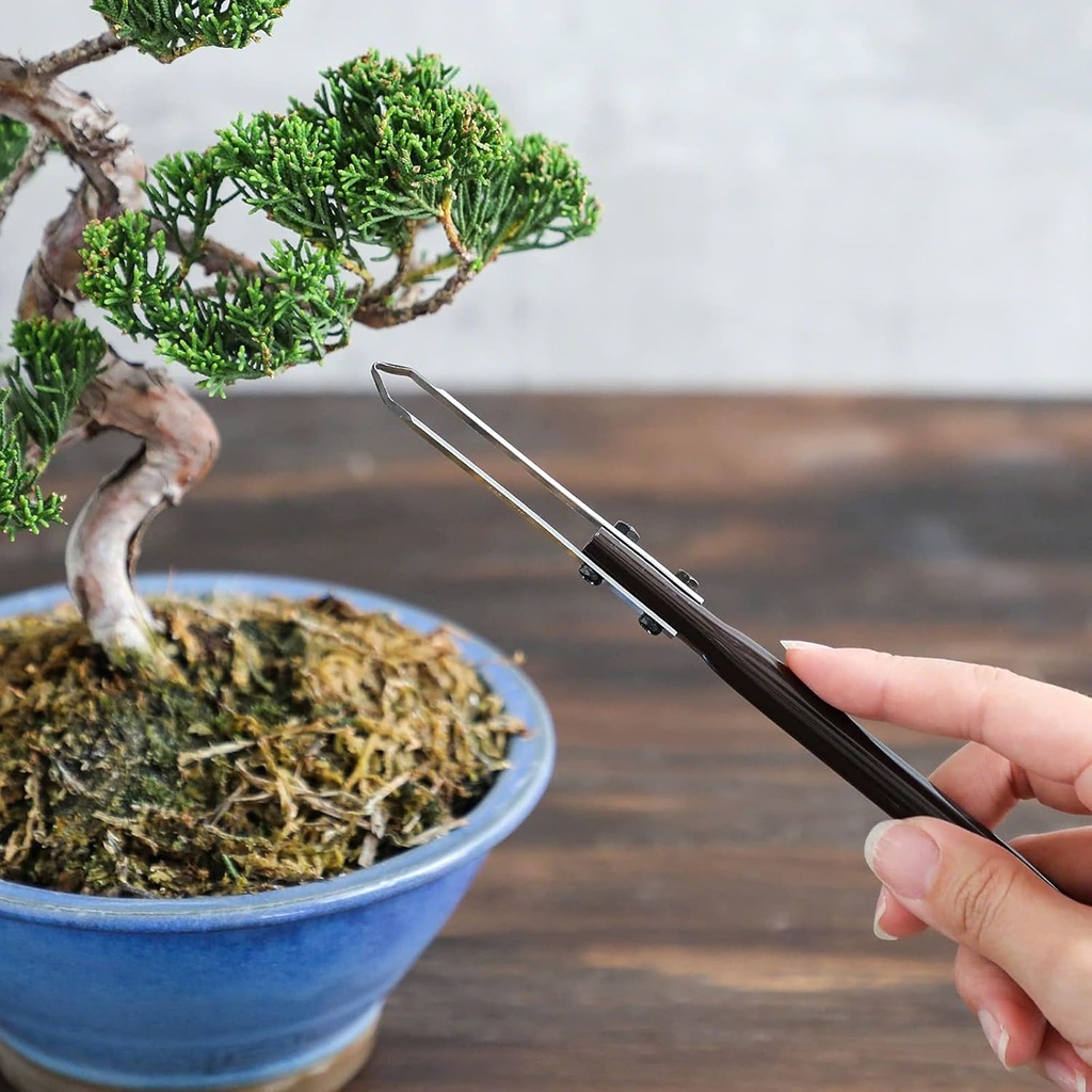 wazakura-bonsai-triangle-shaped-double-e-2.jpg