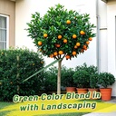 biubee-2425-lbs-strength-tree-straps---1-4.jpg